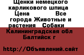 Щенки немецкого карликового шпица › Цена ­ 20 000 - Все города Животные и растения » Собаки   . Калининградская обл.,Балтийск г.